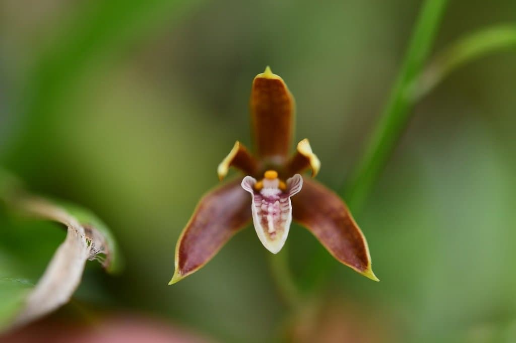 Prosthechea livida (Lindl.) W.E.Higgins