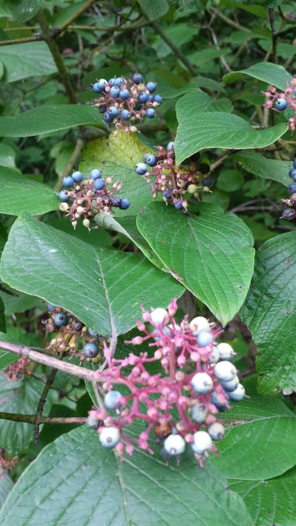 Cornus rugosa Lam.