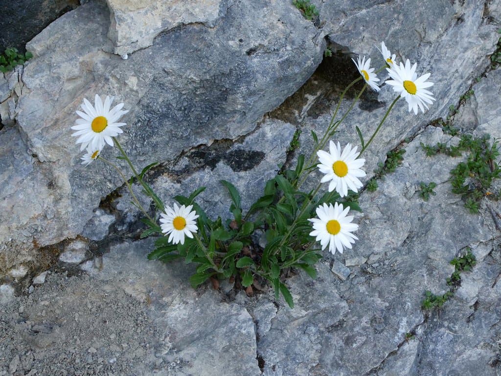 Leucanthemum adustum (W.D.J.Koch) Gremli