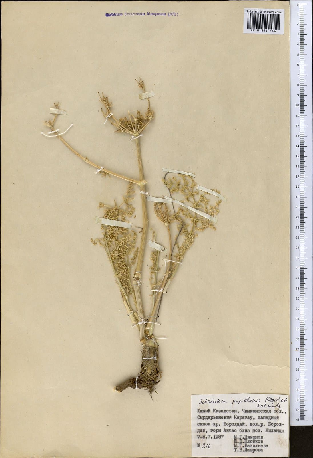 Schrenkia papillaris Regel & Schmalh.