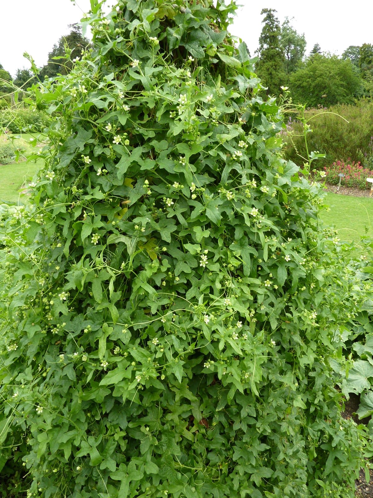 Bryonia dioica Jacq.