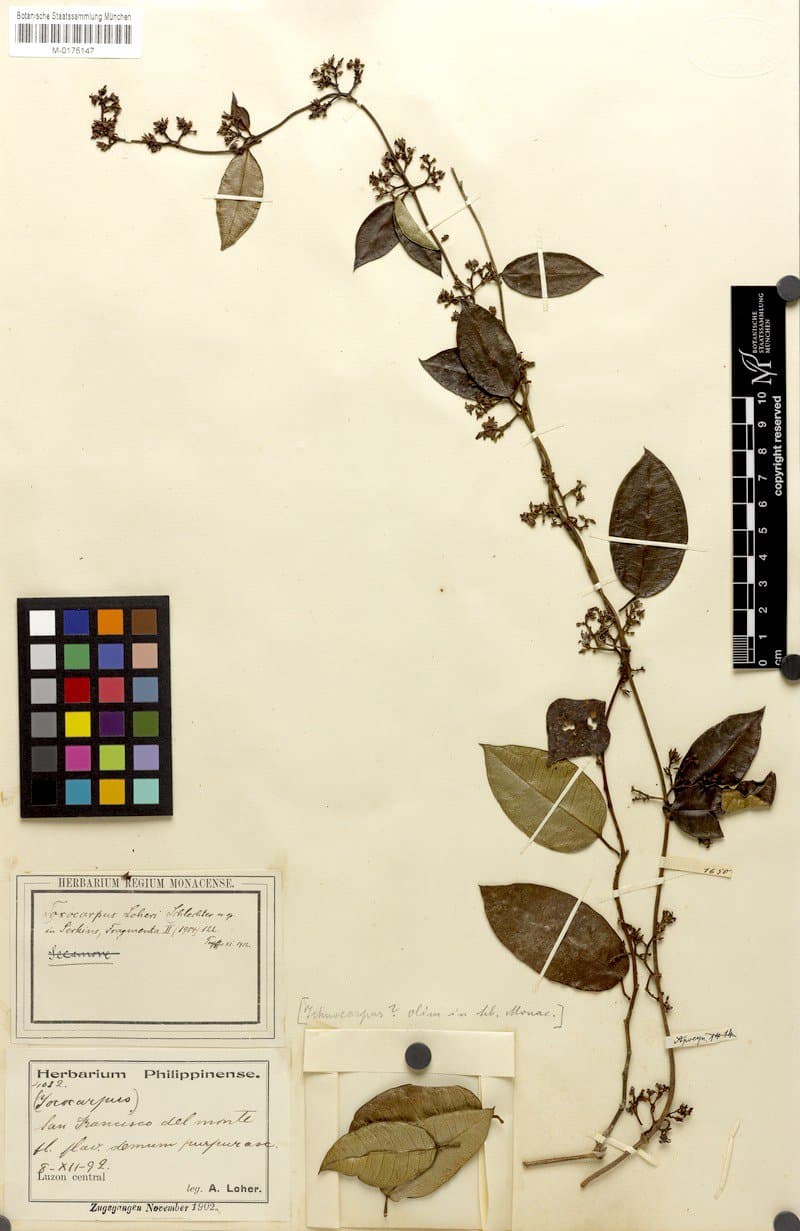 Toxocarpus loheri Schltr.