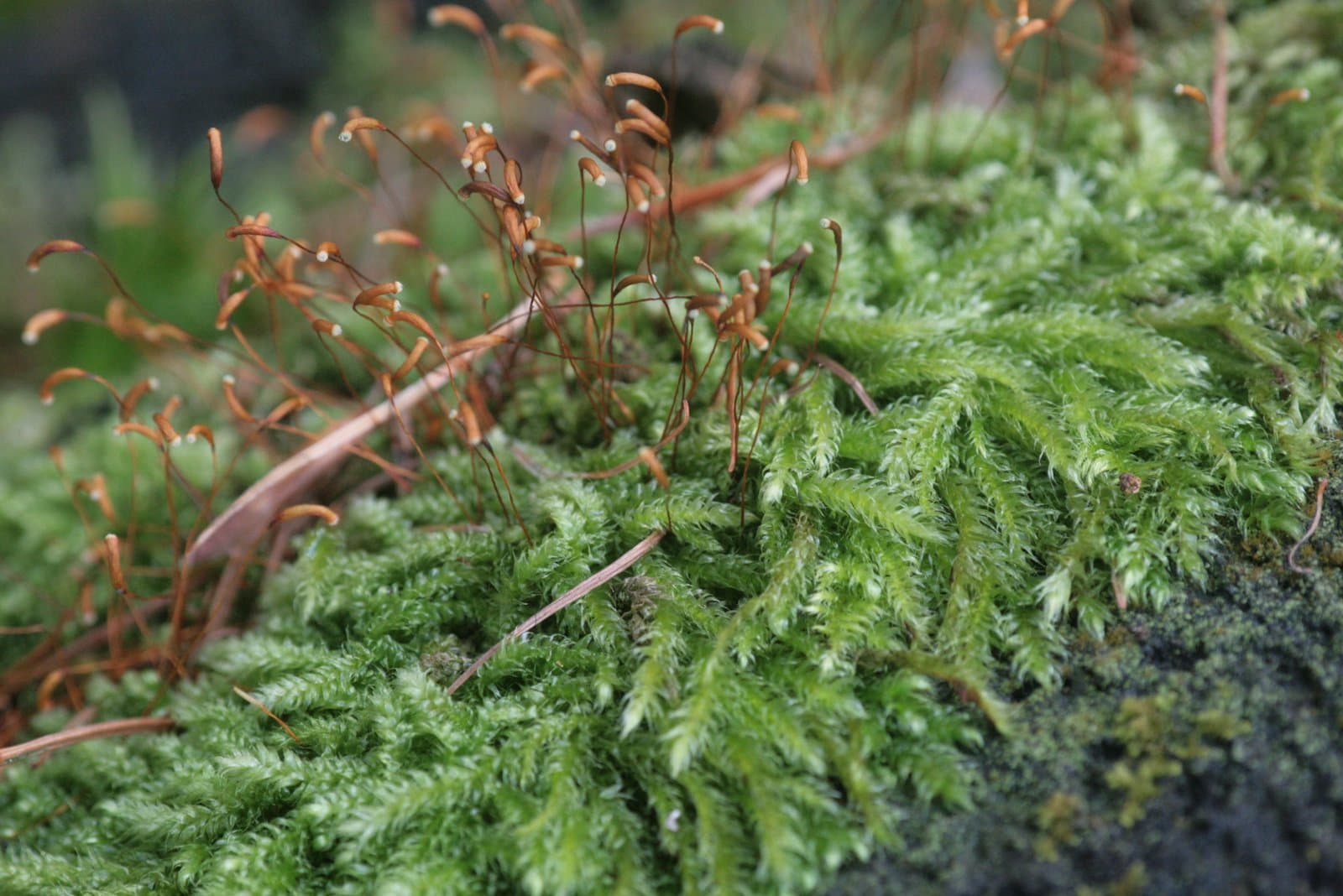 Herzogiella seligeri (Brid.) Z.Iwats.