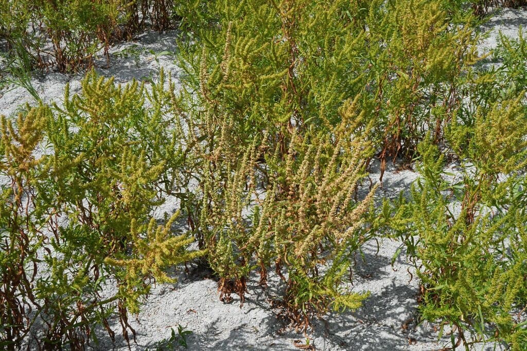 Rumex palustris Sm.