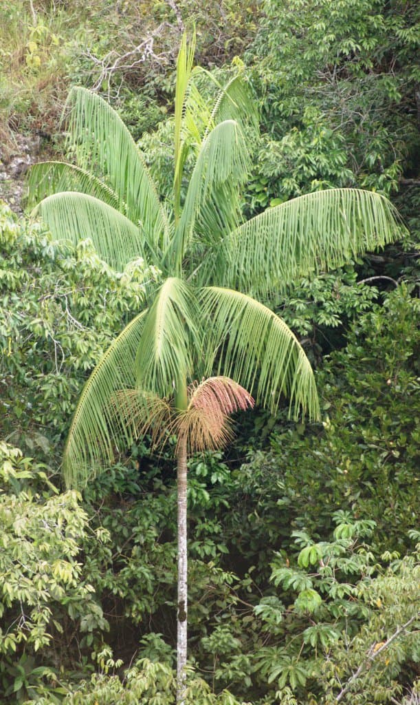 Euterpe edulis Mart.
