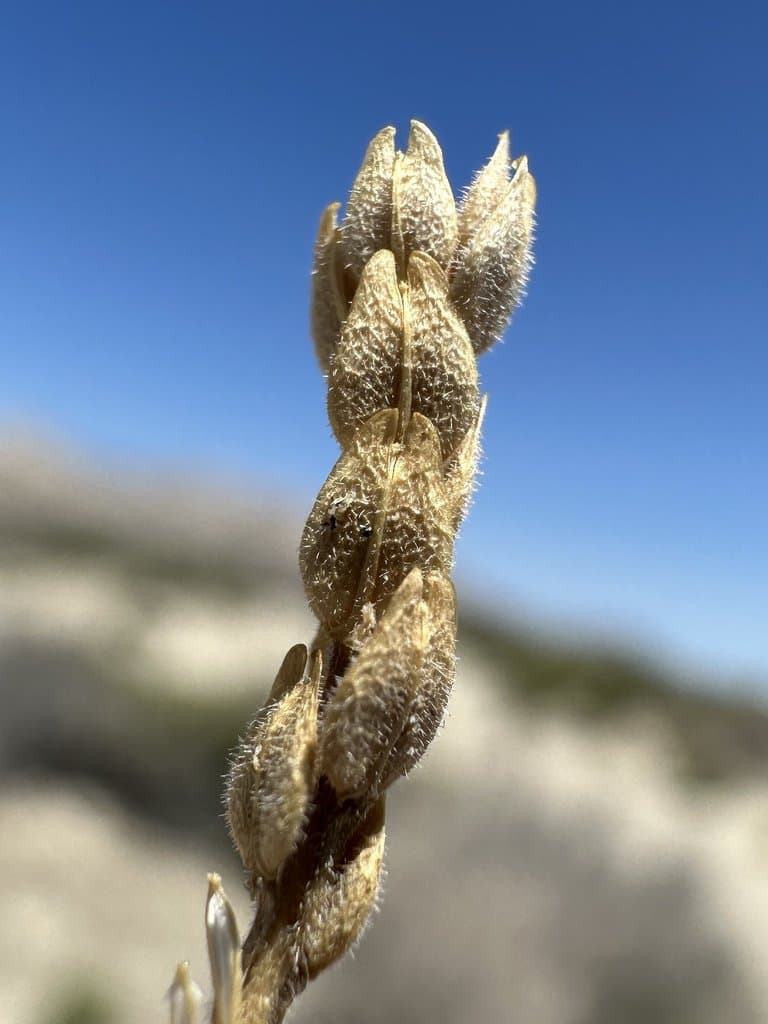 Lepidium dictyotum A.Gray