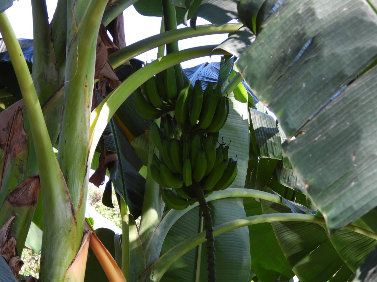 Musa ×paradisiaca L.