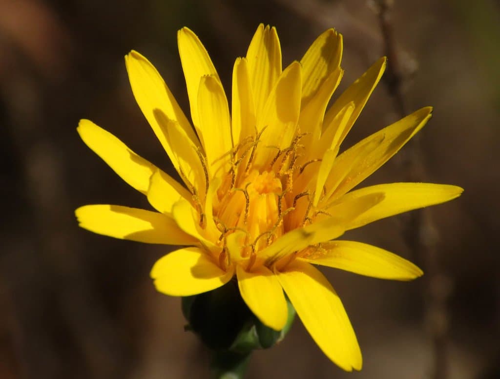 Reichardia picroides (L.) Roth