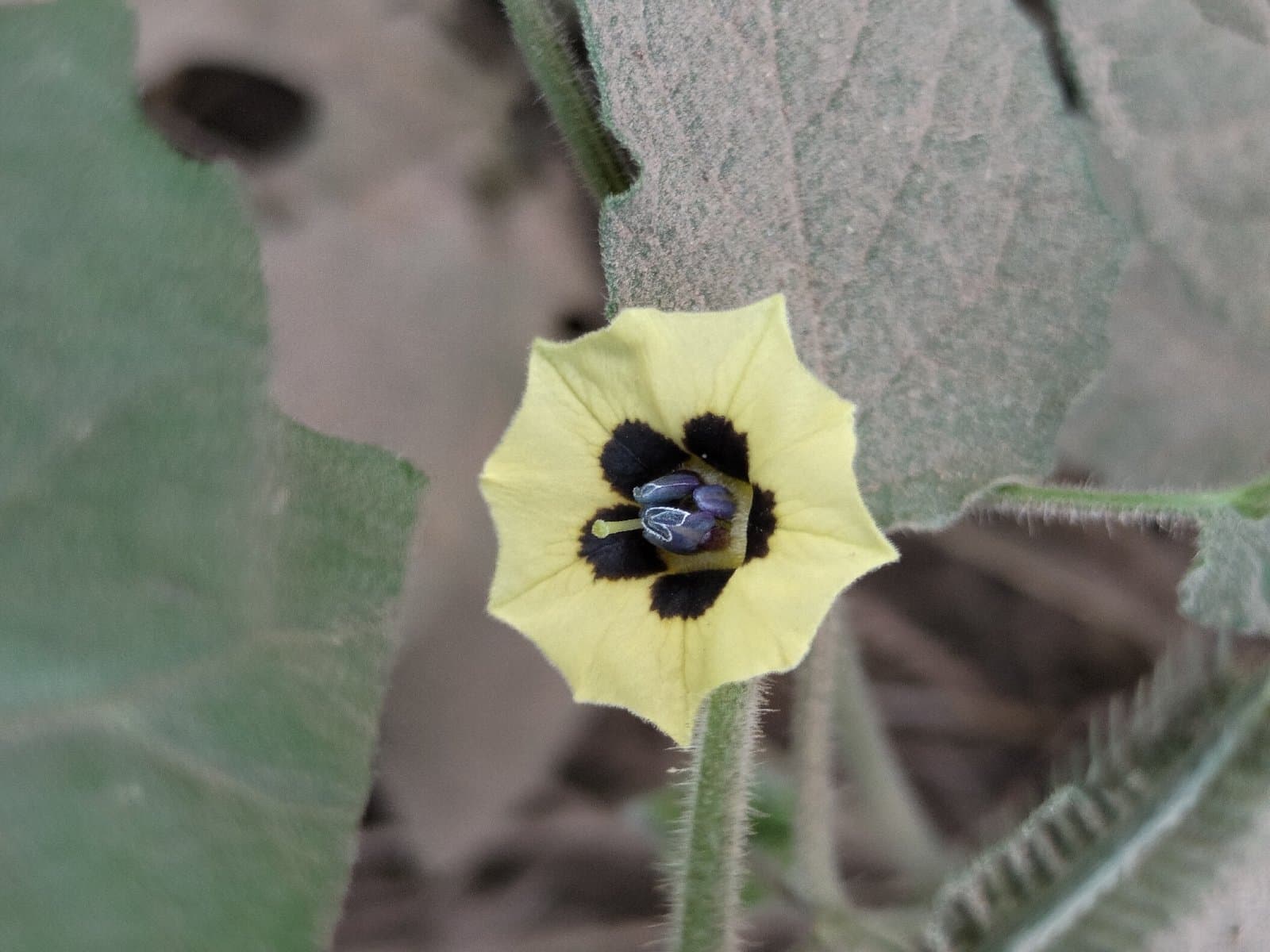 Physalis pubescens L.