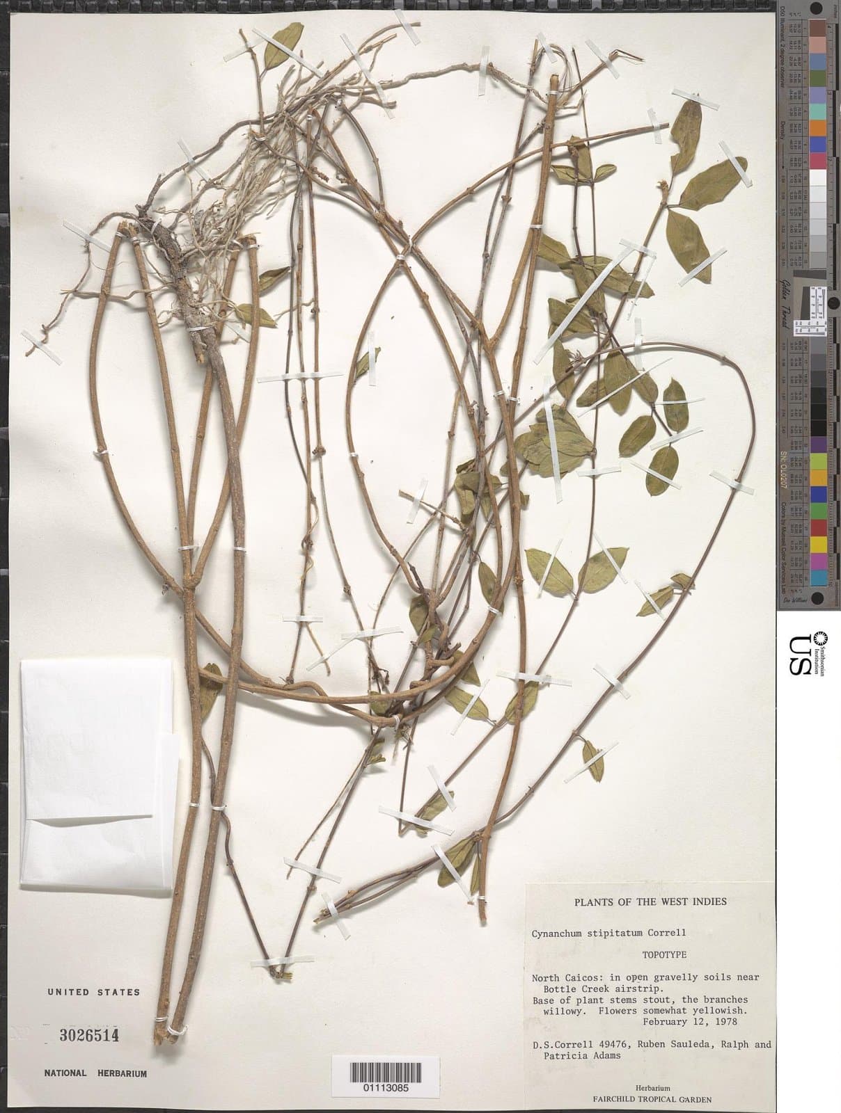Metastelma stipitatum (Correll) Liede