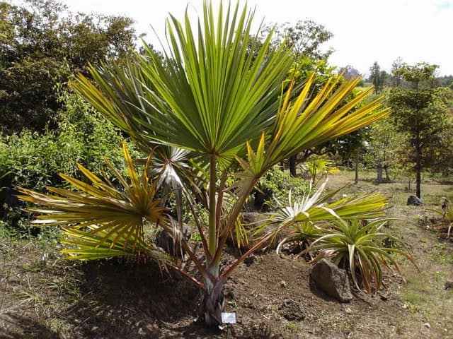 Latania lontaroides (Gaertn.) H.E.Moore