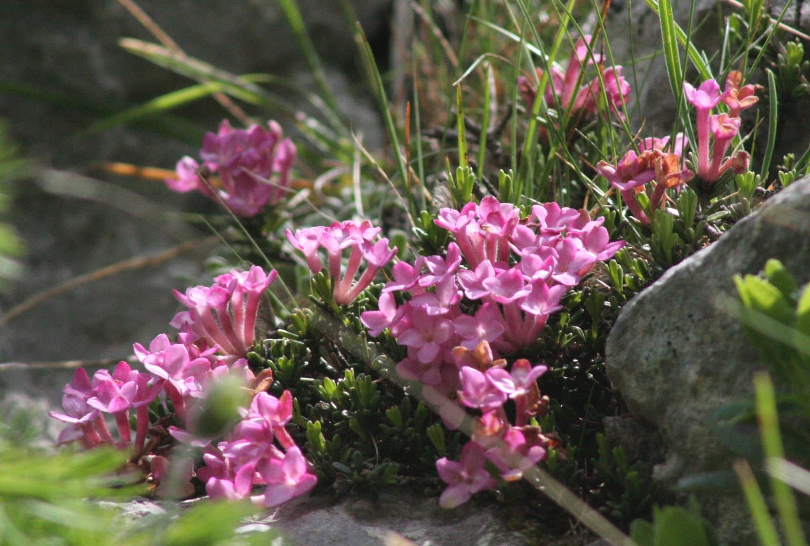 Daphne petraea Leyb.