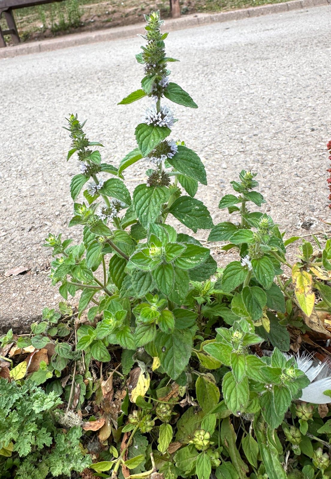 Mentha ×verticillata L.