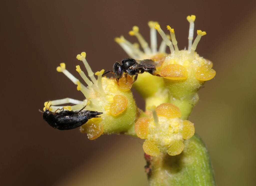 Euphorbia tirucalli L.