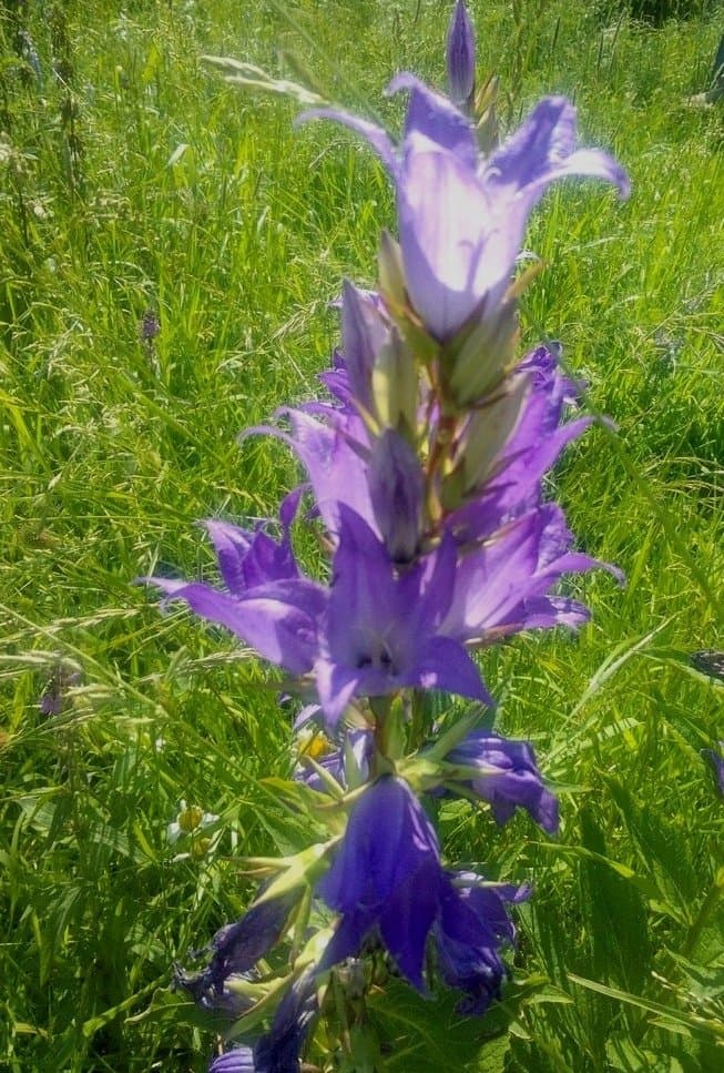 Campanula latifolia L.