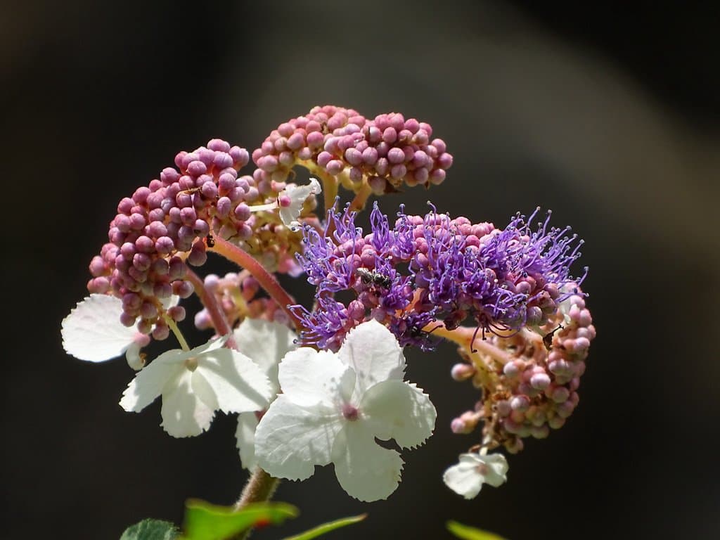 Hydrangea aspera Buch.-Ham. ex D.Don
