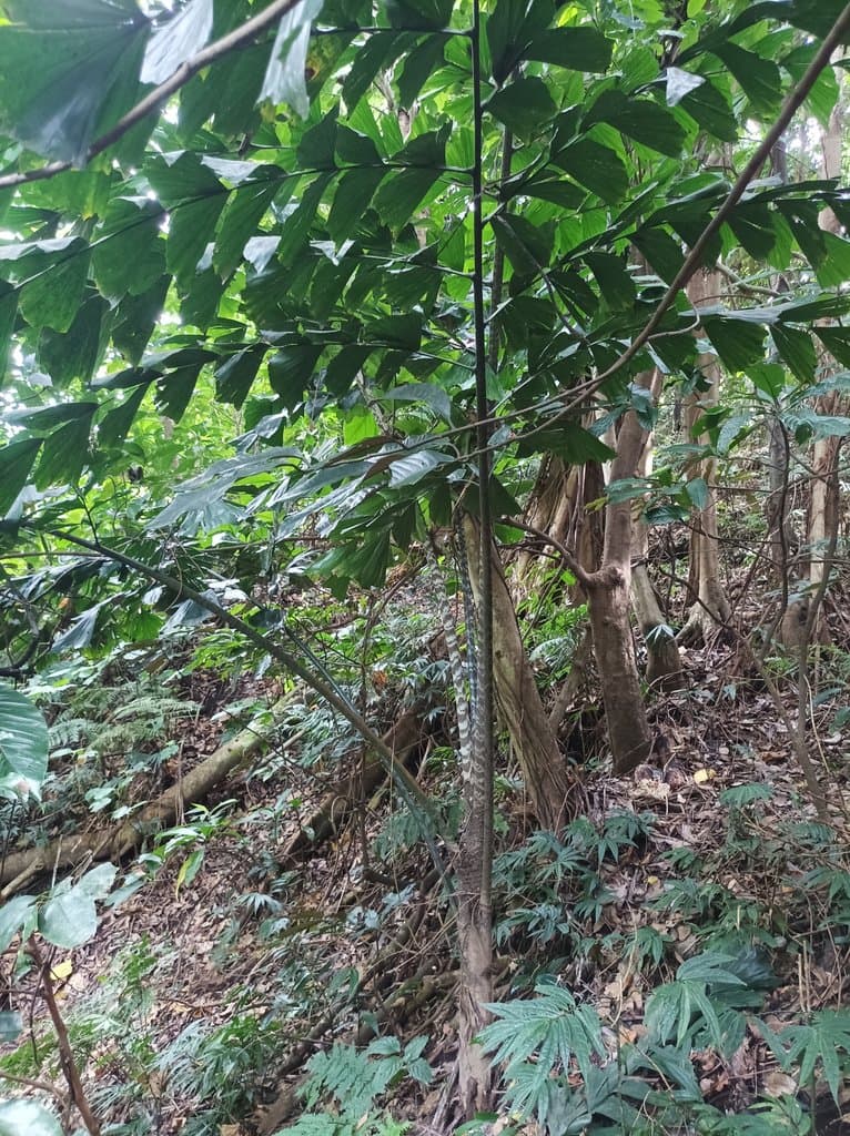Caryota ophiopellis Dowe