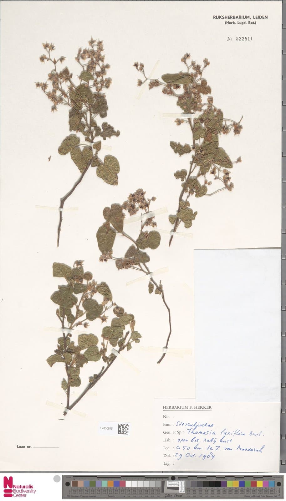 Lasiopetalum laxiflorum (Benth.) F.Muell.