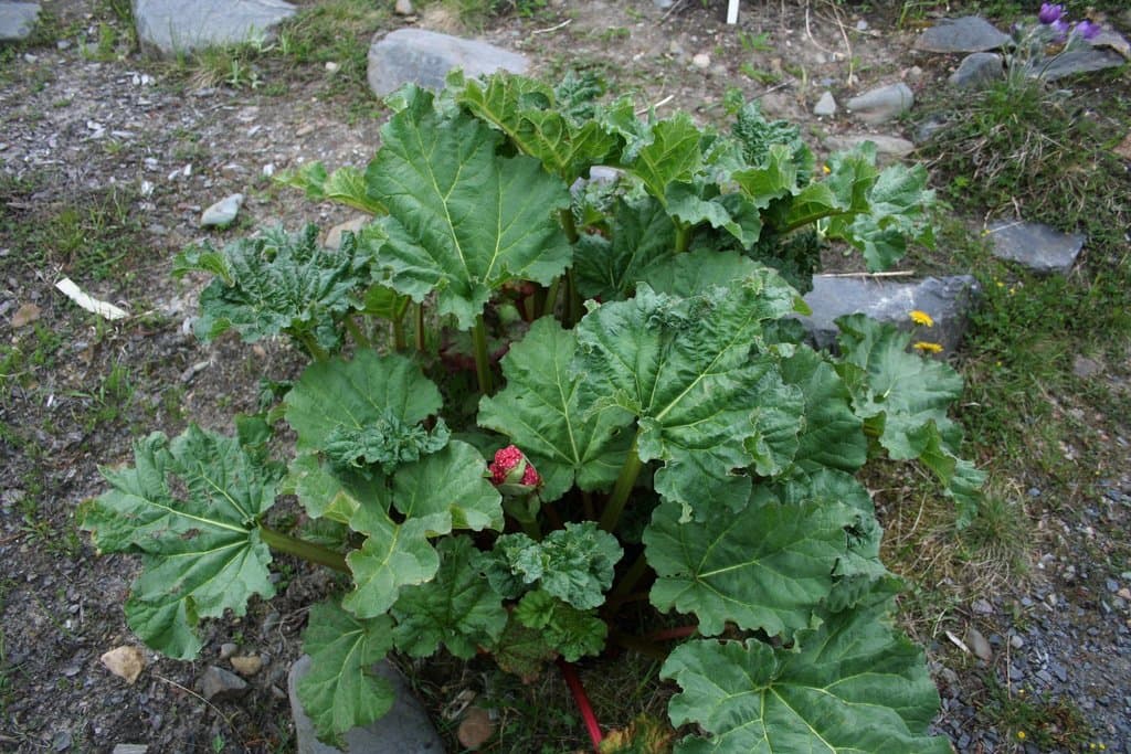 Rheum australe D.Don