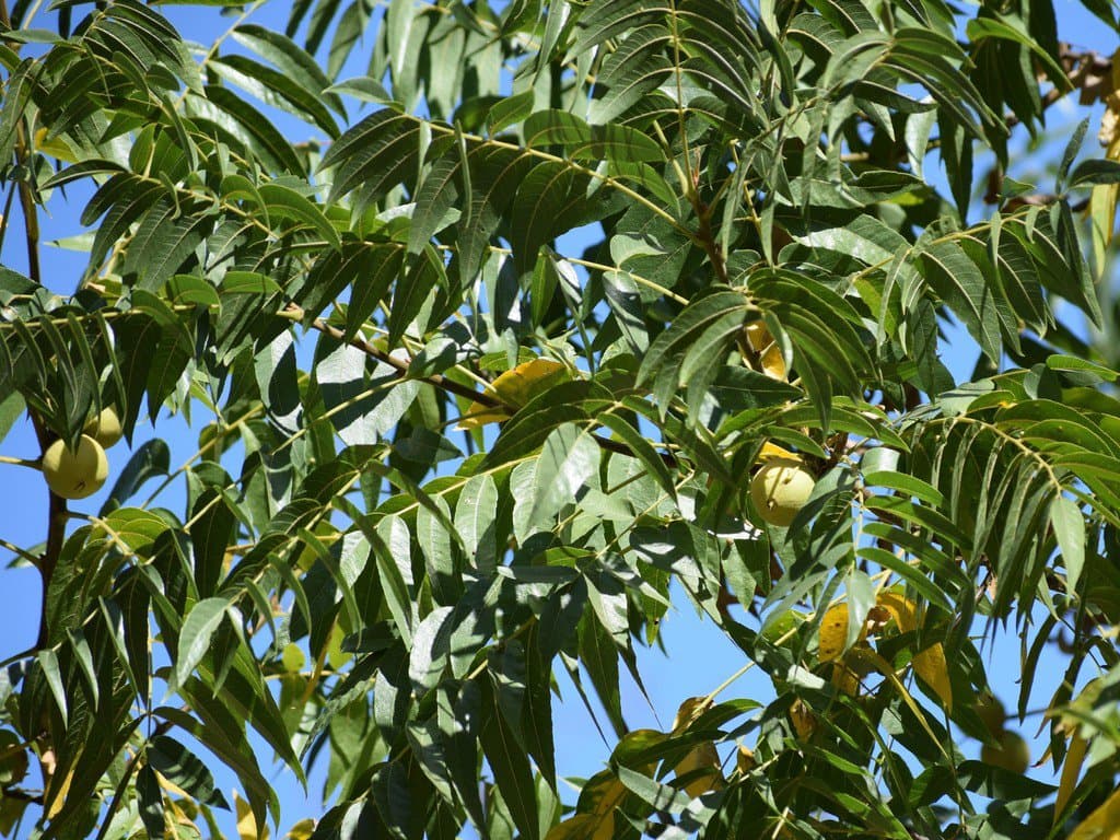 Juglans hindsii (Jeps.) Jeps. ex R.E.Sm.