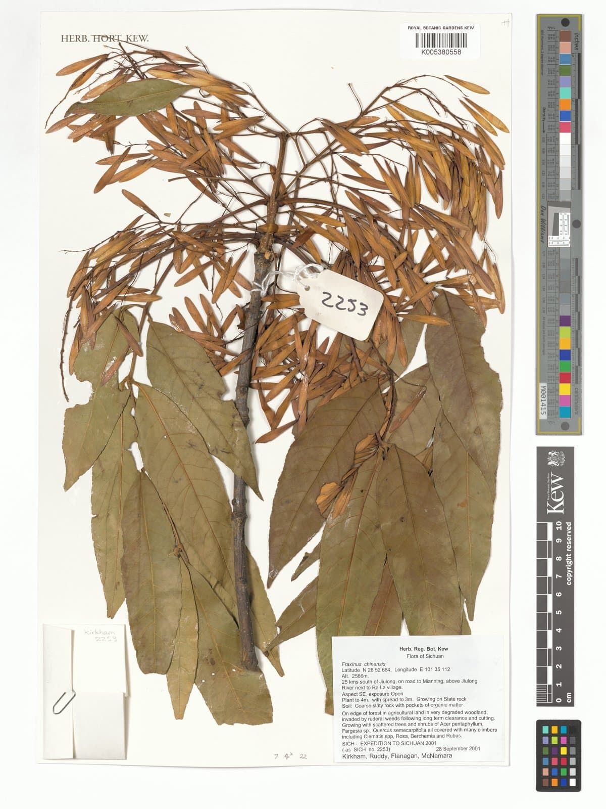 Fraxinus longicuspis Siebold & Zucc.