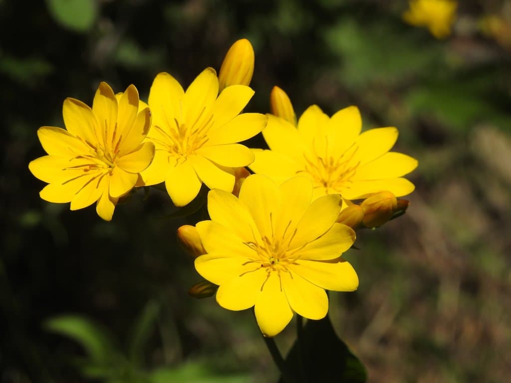 Blackstonia grandiflora (Viv.) Pau