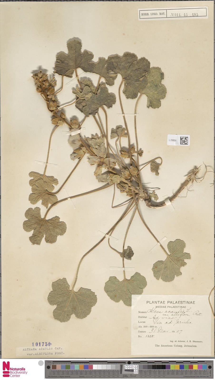 Alcea acaulis subsp. acaulis