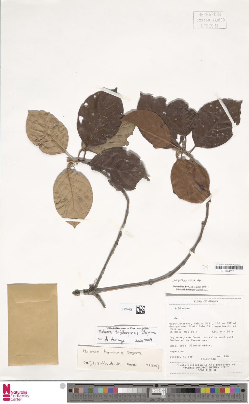 Malanea tafelbergensis Steyerm.