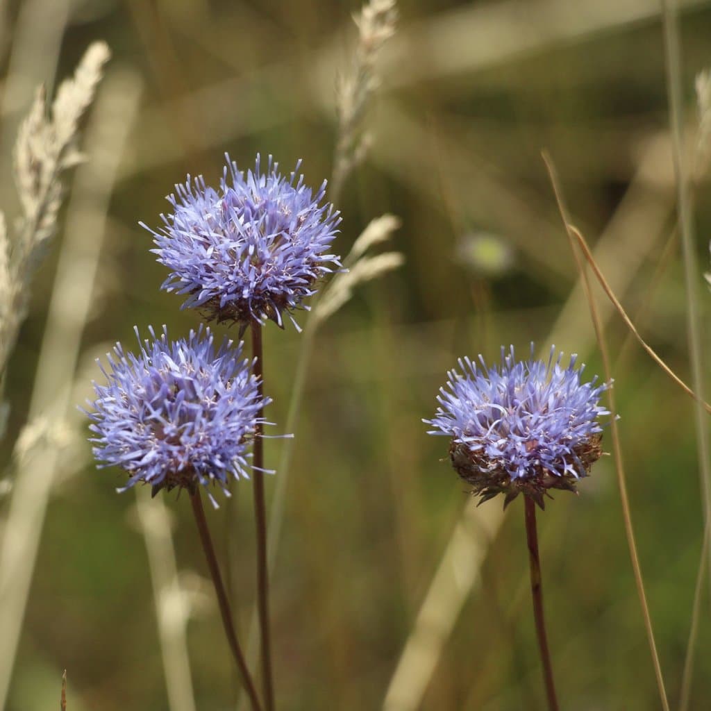 Jasione montana L.