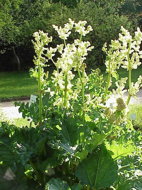Rheum officinale Baill.