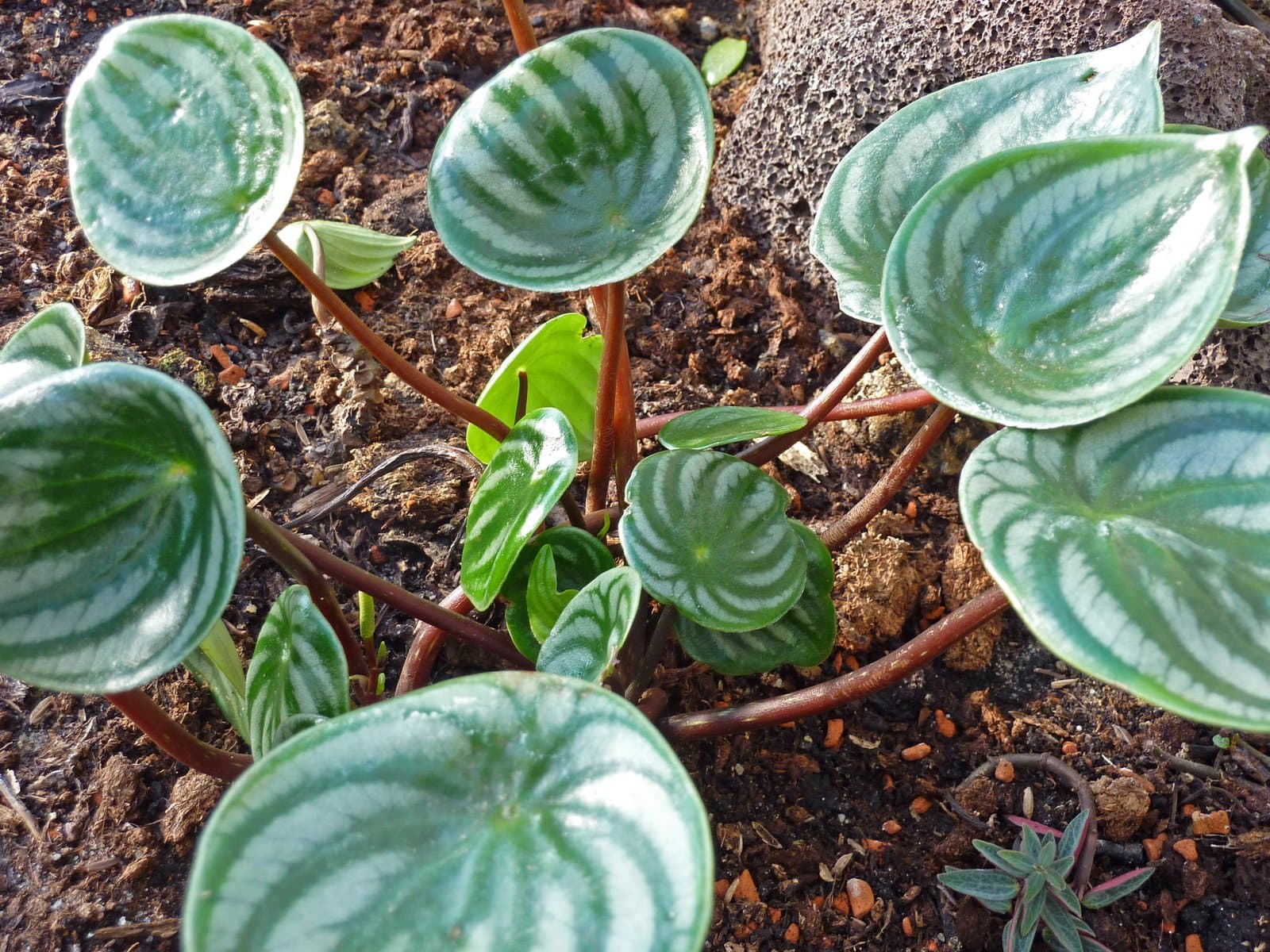 Peperomia argyreia (Miq.) É.Morren