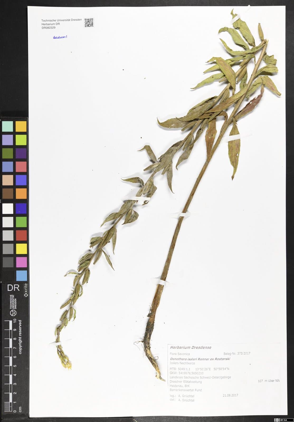 Oenothera ×issleri Renner ex Rostanski