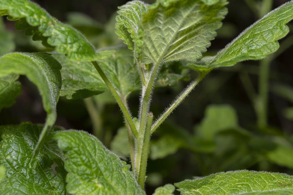 Melissa officinalis L.