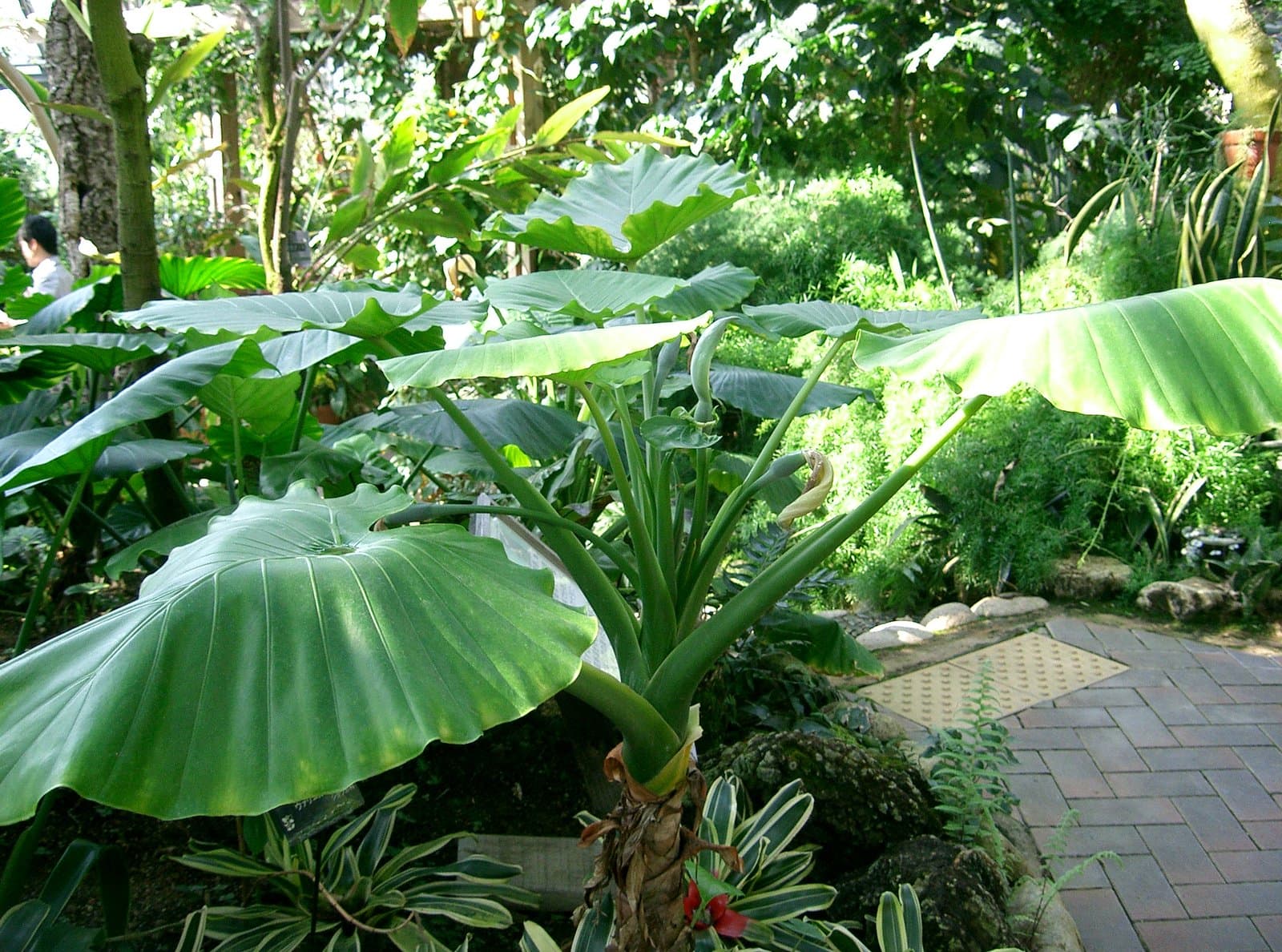 Alocasia odora (G.Lodd.) Spach