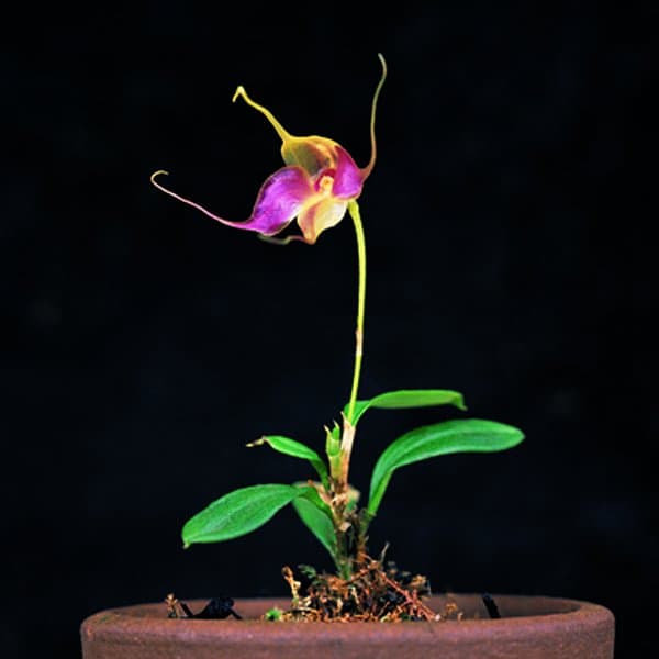 Brachionidium folsomii Dressler