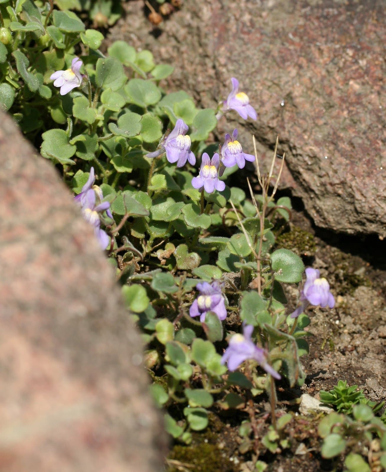 Cymbalaria pallida (Ten.) Wettst.