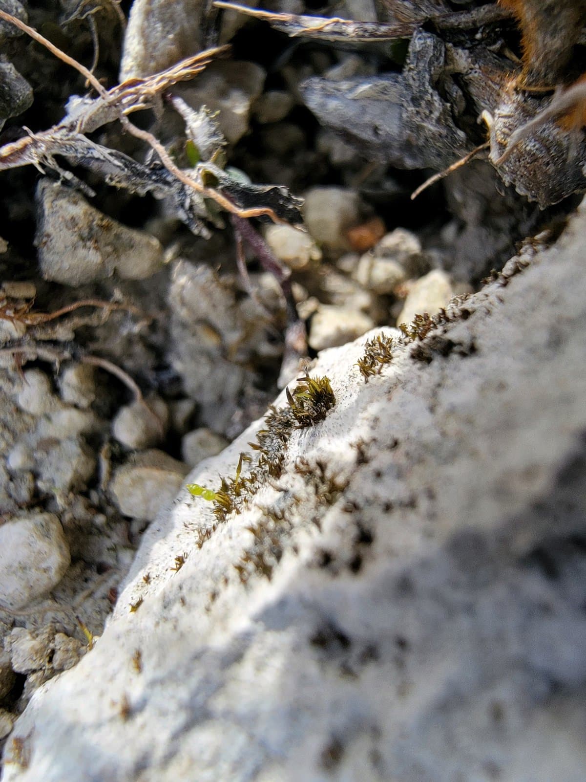 Seligeria calcarea (Hedw.) Bruch & Schimp.