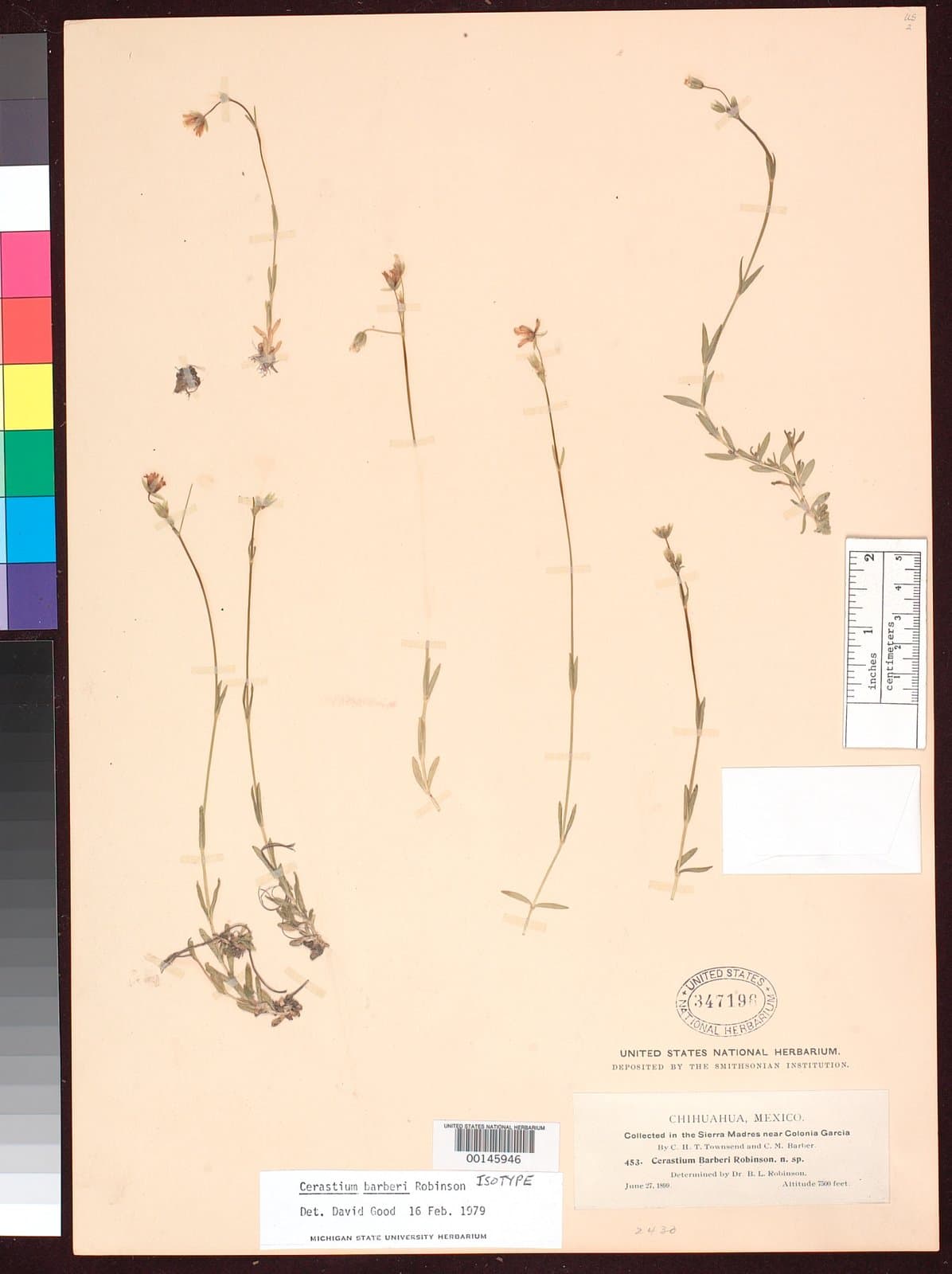 Cerastium barberi B.L.Rob.