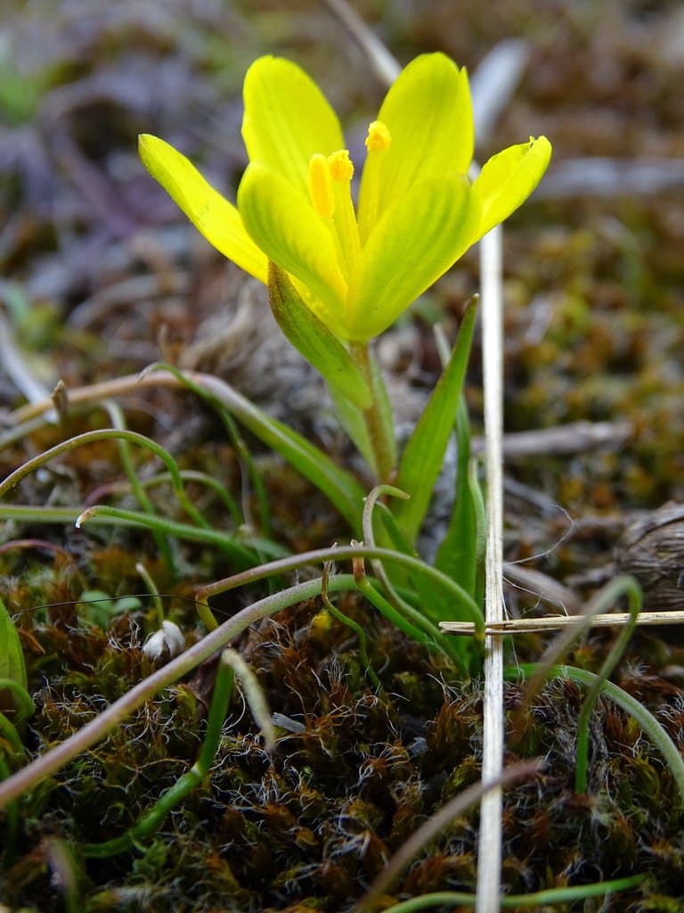 Gagea bohemica (Zauschn.) Schult. & Schult.f.