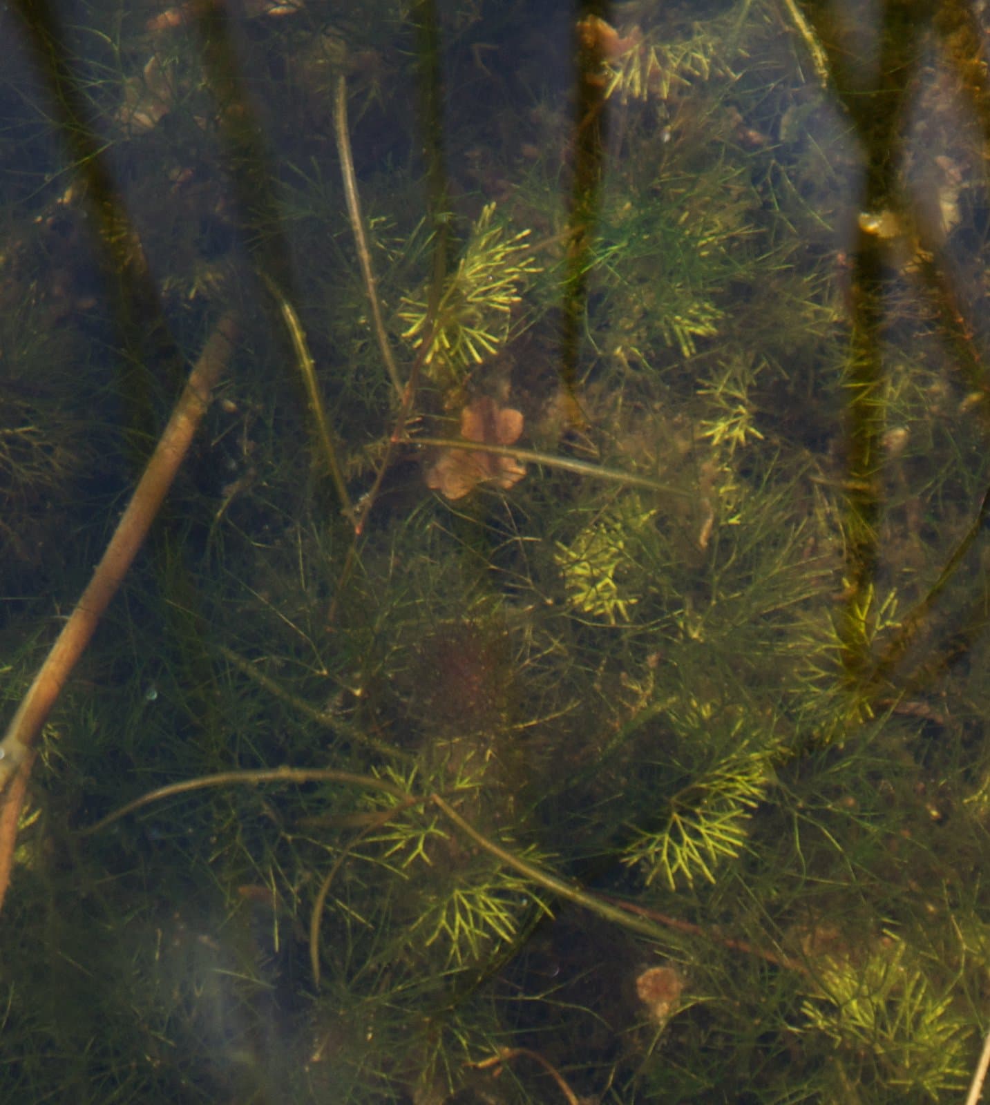 Potamogeton berchtoldii Fieber