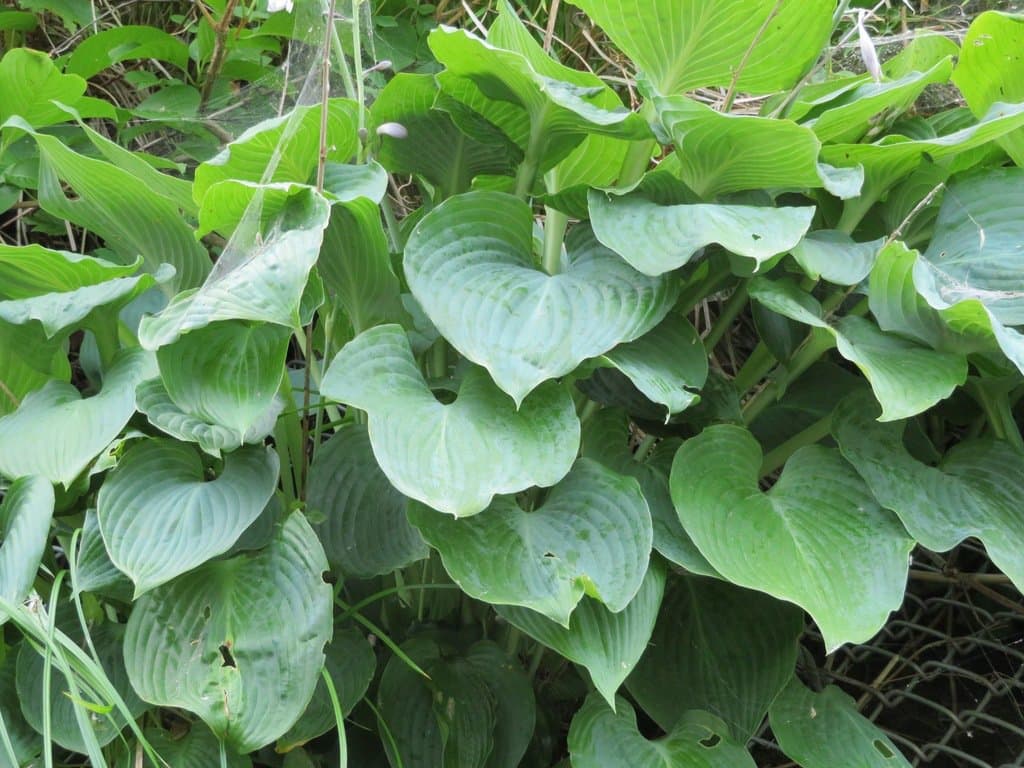 Hosta sieboldiana (Hook.) Engl.