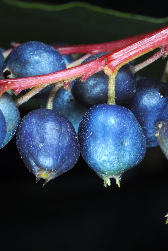 Cornus amomum Mill.