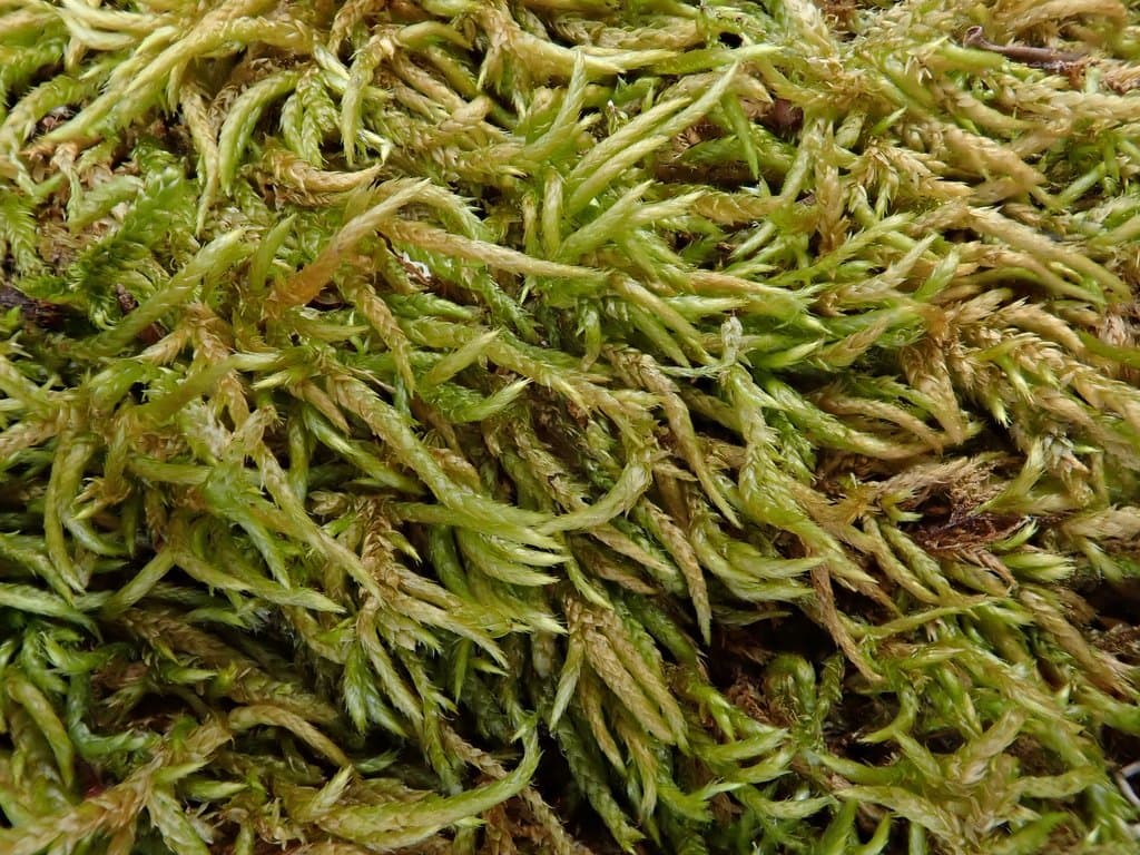 Scleropodium cespitans (Müll.Hal.) L.F.Koch