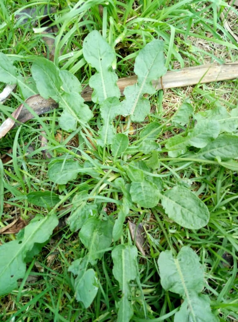 Rumex pulcher L.