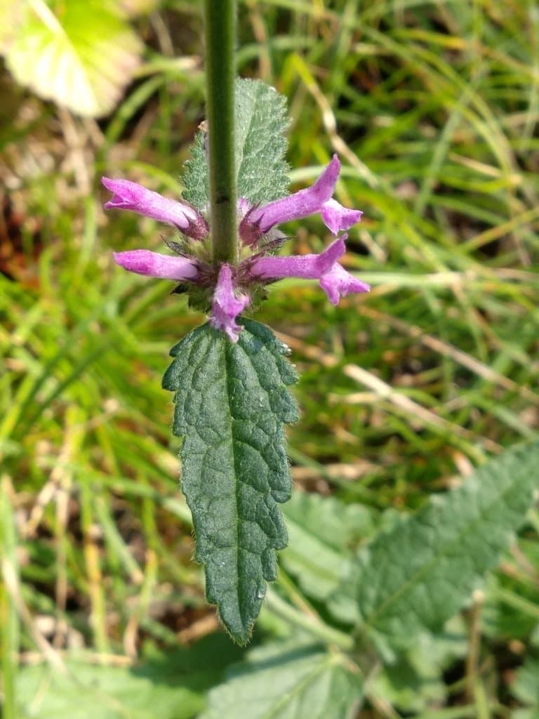 Betonica officinalis L.