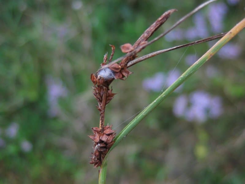 Carex extensa Gooden.