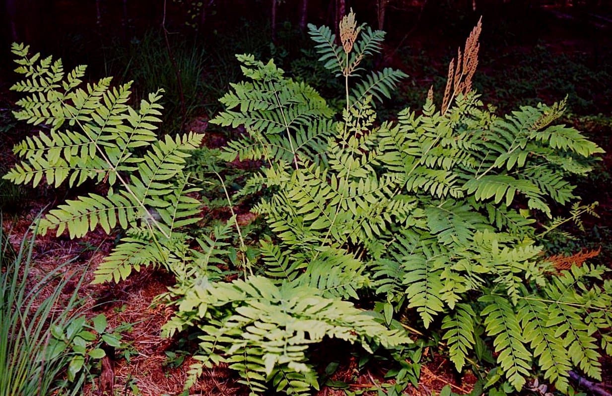 Osmunda regalis L.