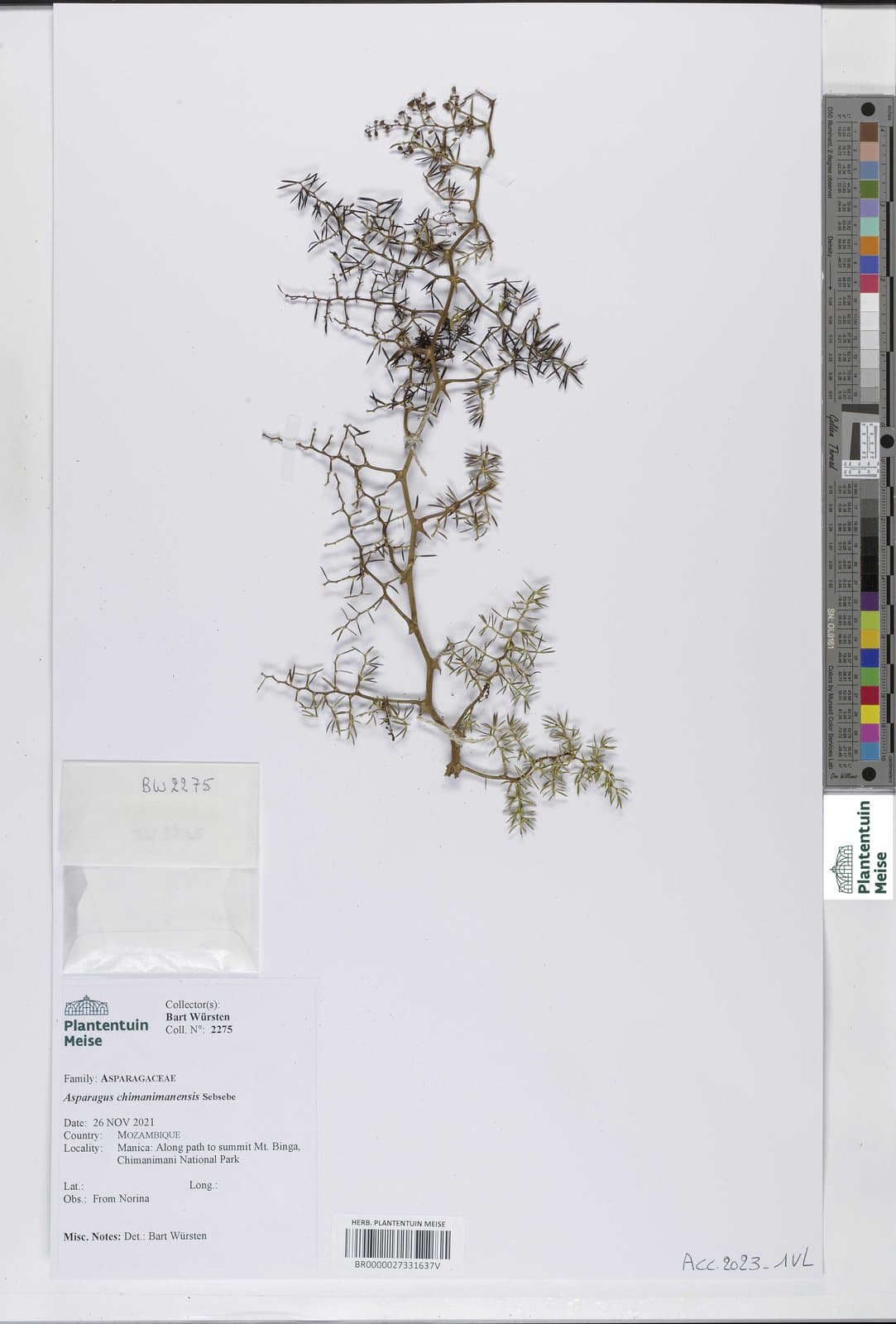 Asparagus chimanimanensis Sebsebe