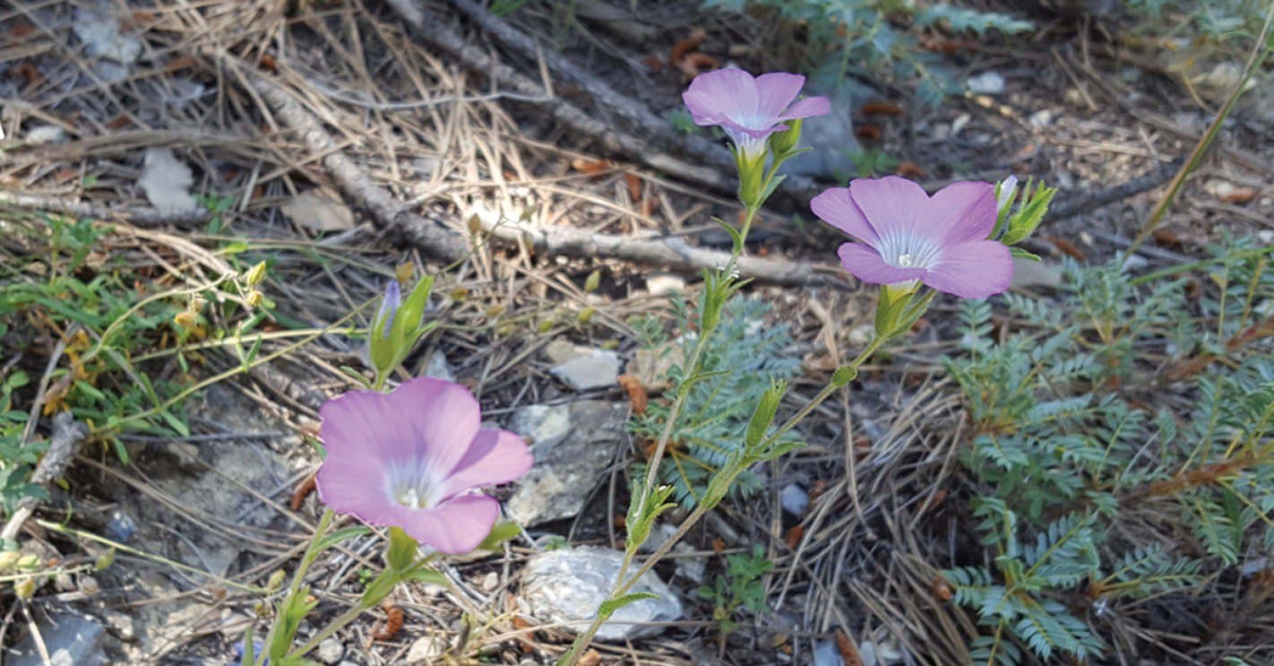 Linum aksehirense Tugay & Ulukus