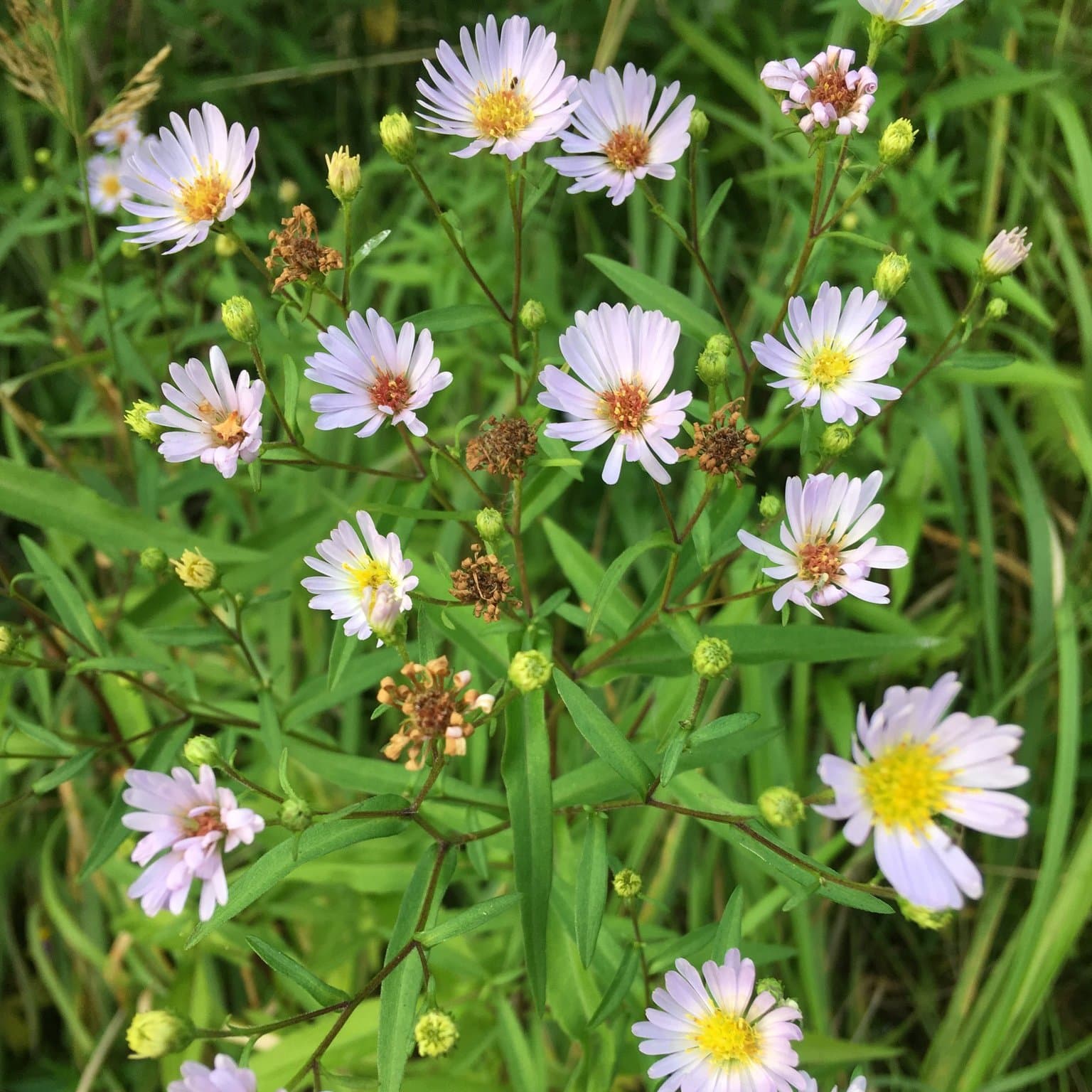 Symphyotrichum ×salignum (Willd.) G.L.Nesom